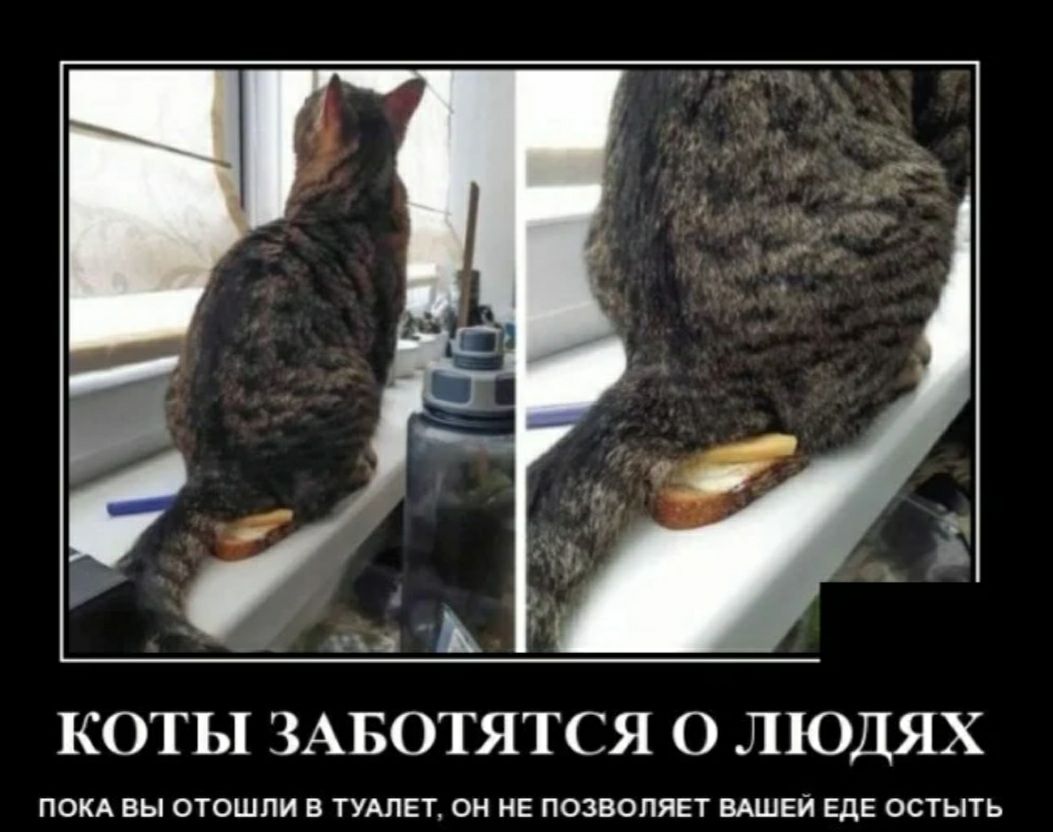 КОТЬ1 ЗАБОТЯТСЯ О ЛЮДЯХ ПОКА ВЫ ОТОШЛИ В ТУАЛЕТ ОН НЕ ПОЗВОЛЯЕТ ВАШЕЙ ЕдЕ ОСТЫТЬ