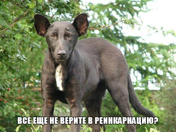 ТЕВ РШШШПМШШ а Цм