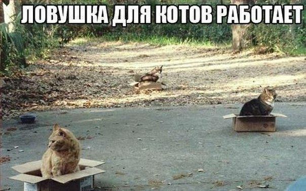 Ёмщшмдпн котов рквотш