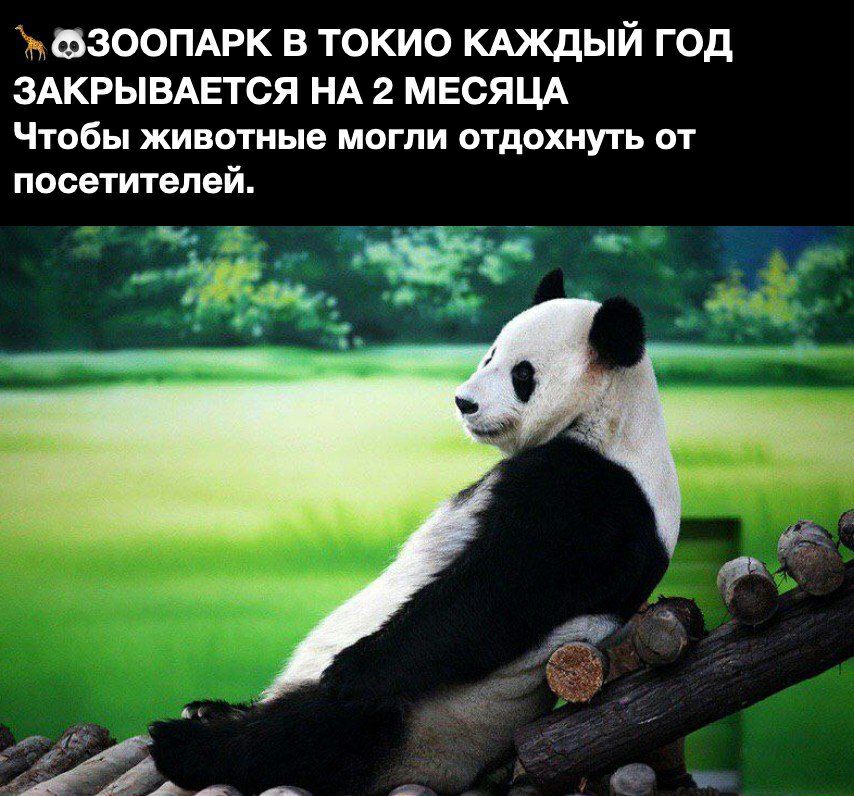 ЁафЗООПАРК В ТОКИО КАЖДЫЙ ГОД ЗАКРЫВАЕТСЯ НА 2 МЕСЯЦА Чтобы животные могли отдохнуть от посетителей