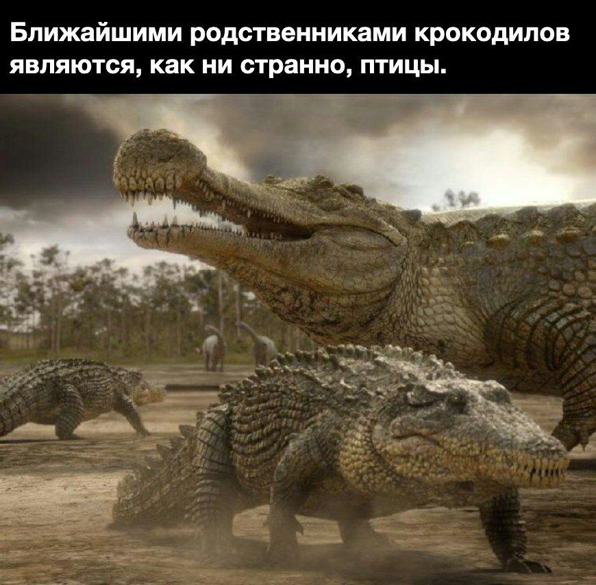 Ближайшими родственниками крокодилов являются как ни странно птицы