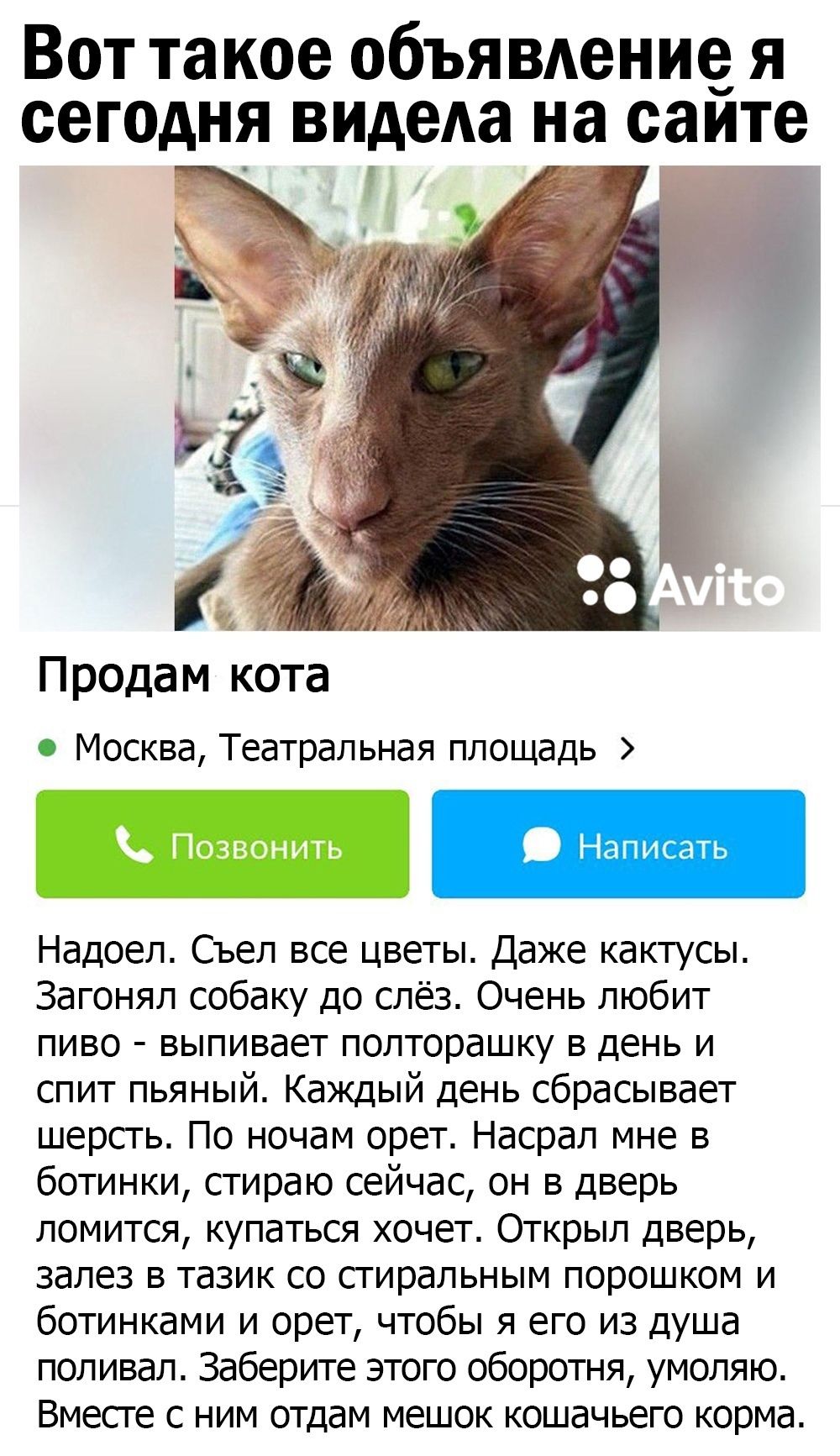 Вот такое объявдение я сегодня видит на саите Продам кота Москва Театральная площадь Надоел Съел все цветы Даже кактусы Загонял собаку до слёз Очень любит пиво выпивает полторашку в день и спит пьяный Каждый день сбрасывает шерсть По ночам орет Насрал мне в ботинки стираю сейчас он в дверь ломится купаться хочет Открыл дверь залез в тазик со стиральным порошком и ботинками и орет чтобы я его из ду
