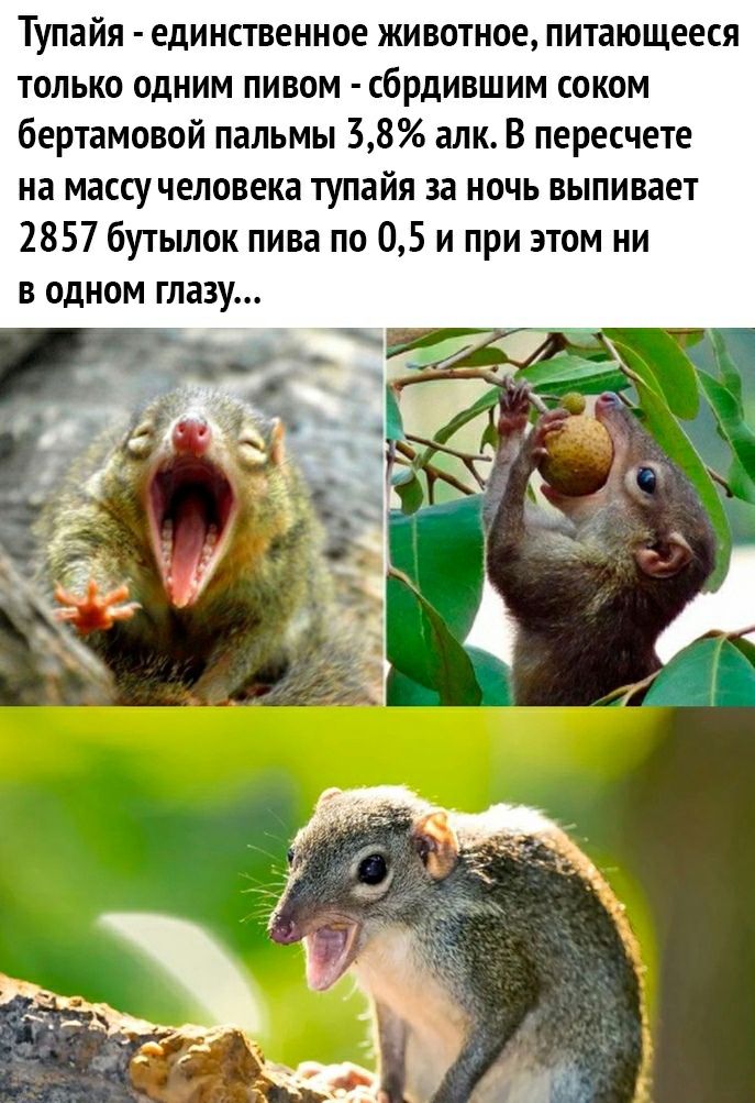 Тупайя единственное животное питающееся только одним пивом сбрдившим соком бертамовой пальмы 38 алк В пересчете на массу человека тупайя за ночь выпивает 2857 бутылок пива по 05 и при этом ни в одном глазу