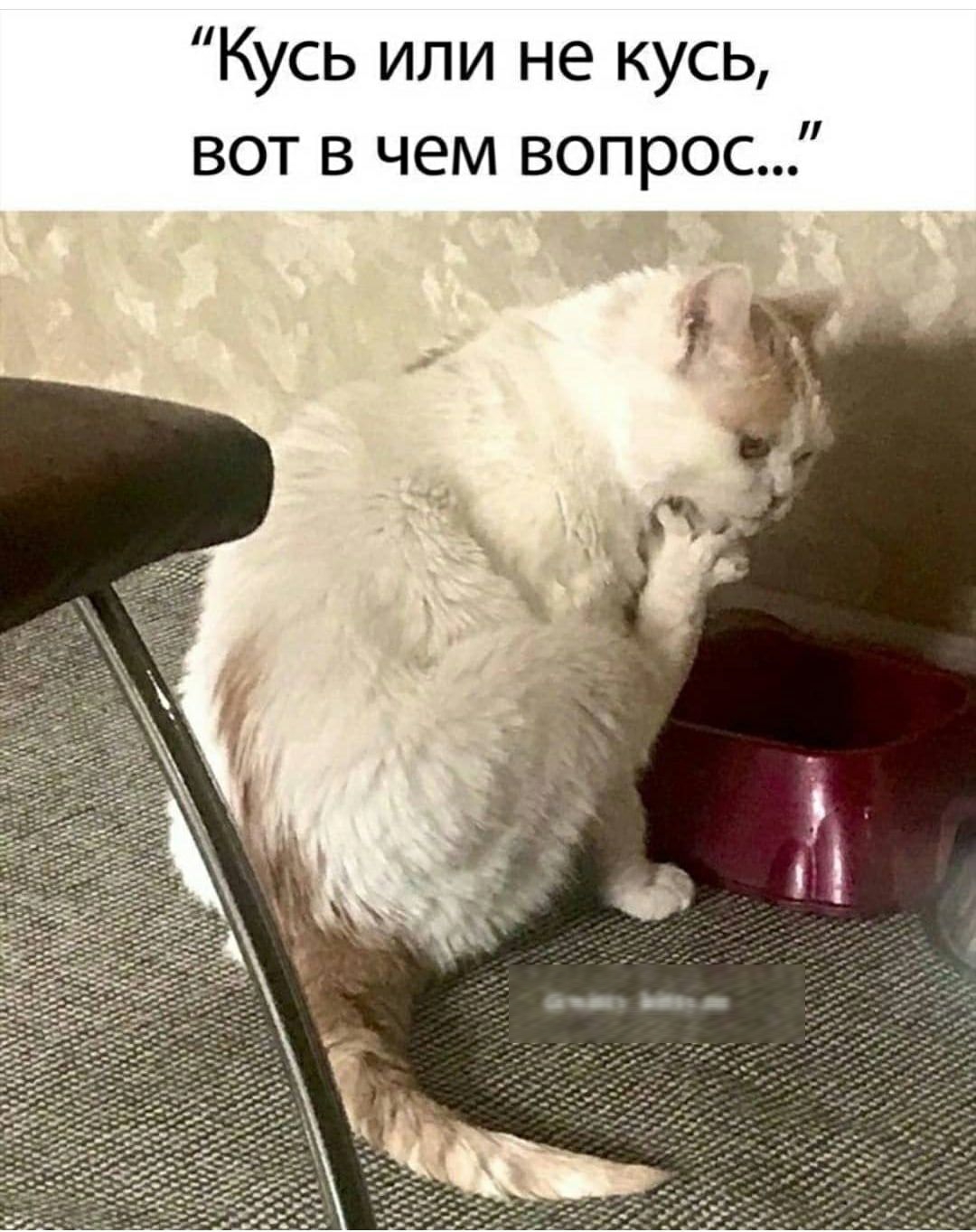 Кусь или не кусь вот в чем вопрос