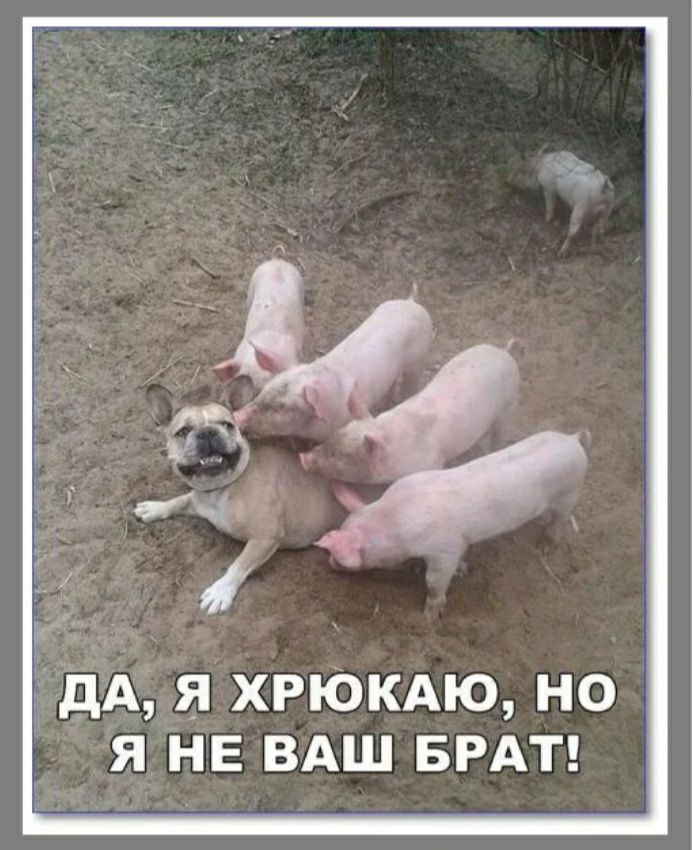 дА ХРЮКАЮ но я не ВАШ БРАТ