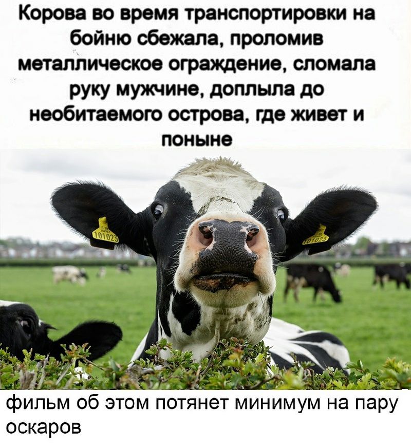 Корова во время транспортировки на бойню сбежала проломив металлическое ограждение сломала руку мужчине доплыла до необитаемого острова где живет и поныне зі _ фильм об этом потянет минимум на пару оскаров