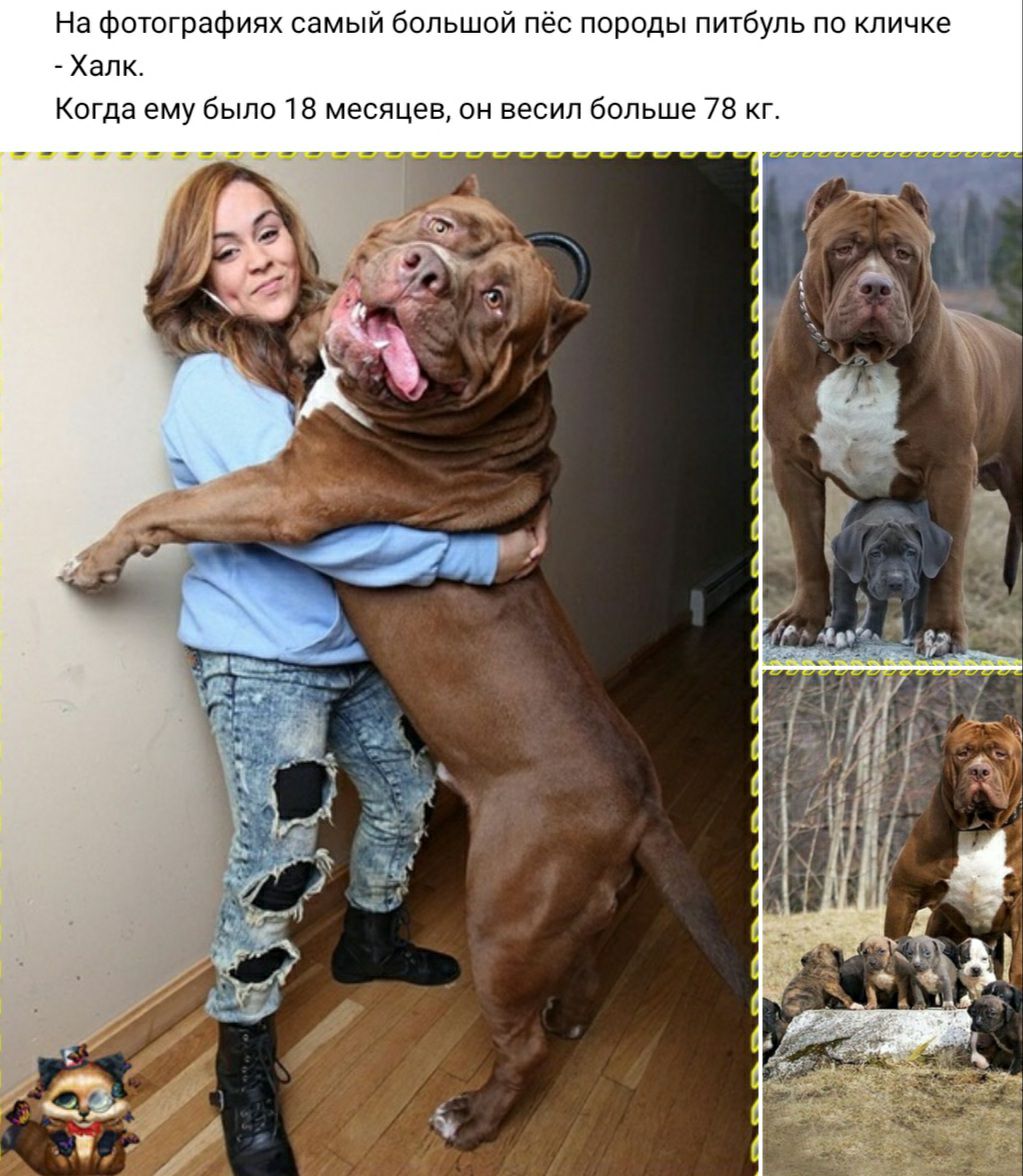 На фотографиях самый большой пес п оды питбуль по кличке Халк Когда ему было 18 месяцев он весил больше 78 кг