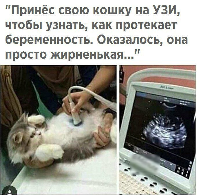 Принёс свою кошку на УЗИ чтобы узнать как протекает беременность Оказалось она просто жирненькая