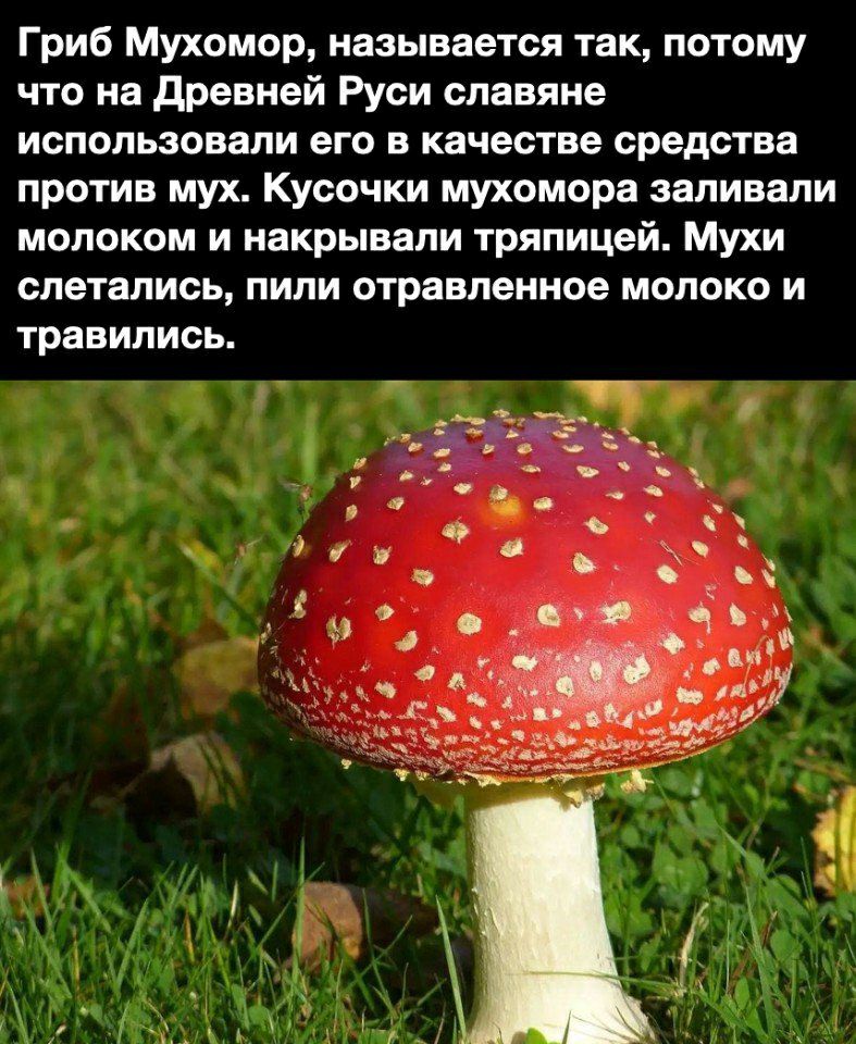Гриб Мухомор называется так потому что на древней Руси славяне использовали его в качестве средства против мух Кусочки мухомора заливали молоком и накрывапи тряпицей Мухи слетались пипи отравленное молоко и травились