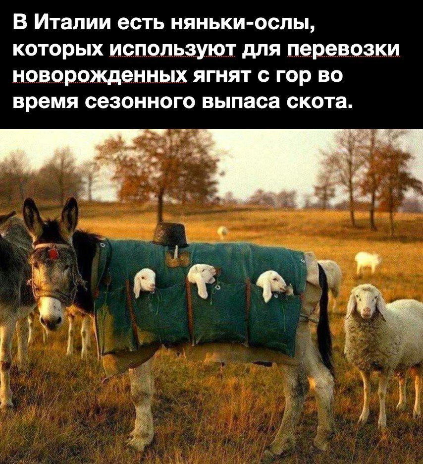 В Италии есть няньки ослы которых используют для перевозки новорожденных ягнят с гор во время сезонного выпаса скота