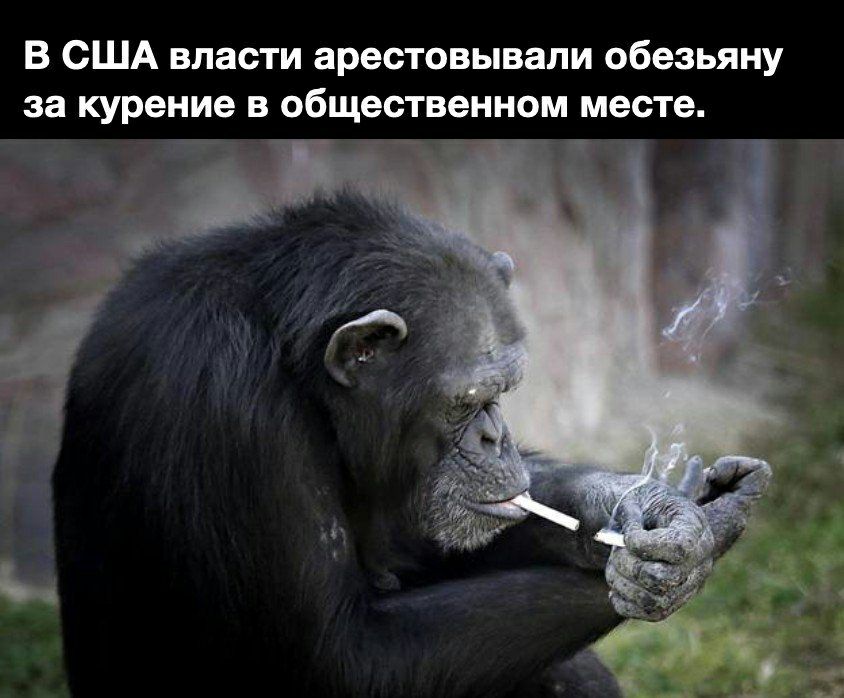 В США власти арестовывали обезьяну за курение в общественном месте