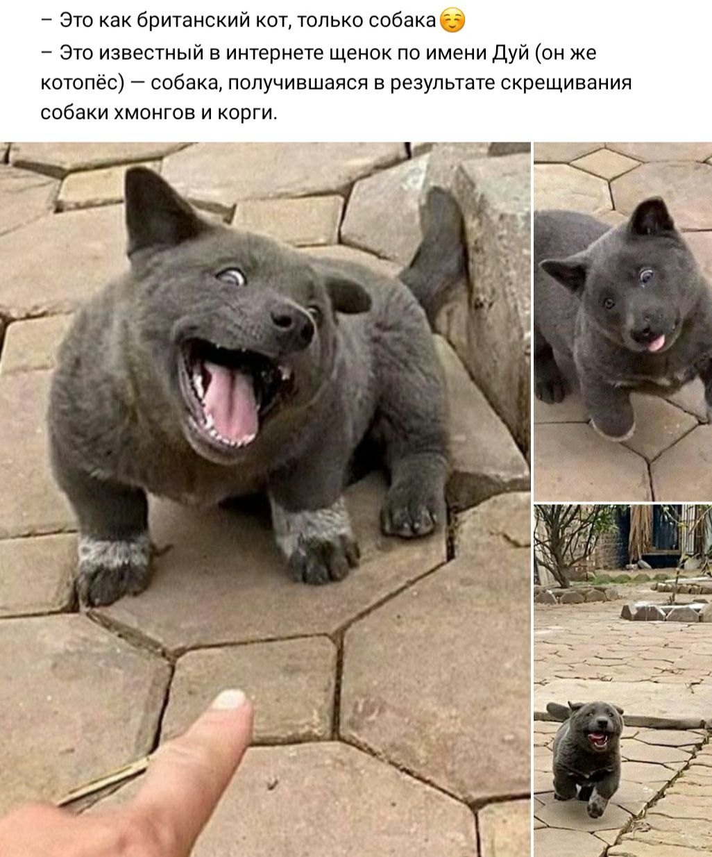 Это как британский кот только собака Это известный в интернете щенок по имени Дуй он же котопёс собака получившаяся в результате скрещивания собаки хмонгов и корги _ к Г
