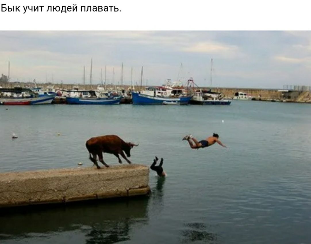 Бык учит людей плавать