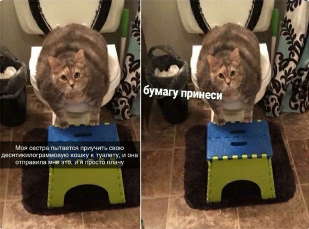 Моя приучигь десятикипограшую таку к туалету и она отправила им это и я просто плачу