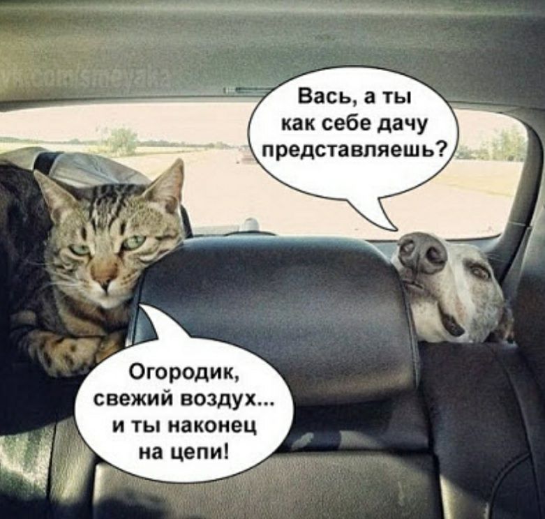 Вась а ты как себе дачу представляешь Огородик свежий воздух и ты наконец на цепи