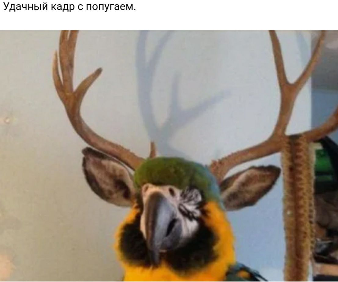 Удачный кадр с попугаем
