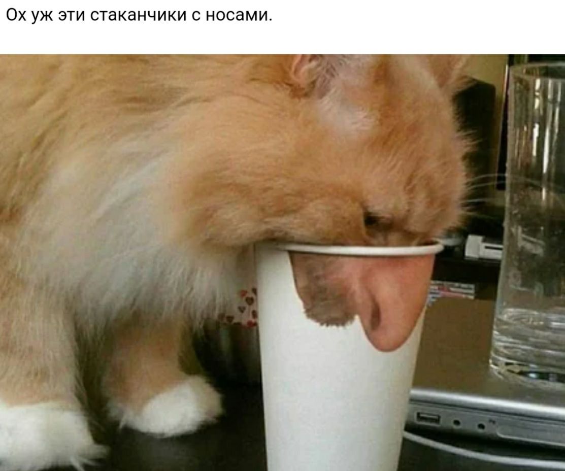 ОХ УЖ ЭТИ стаканчики С НОСдМИ