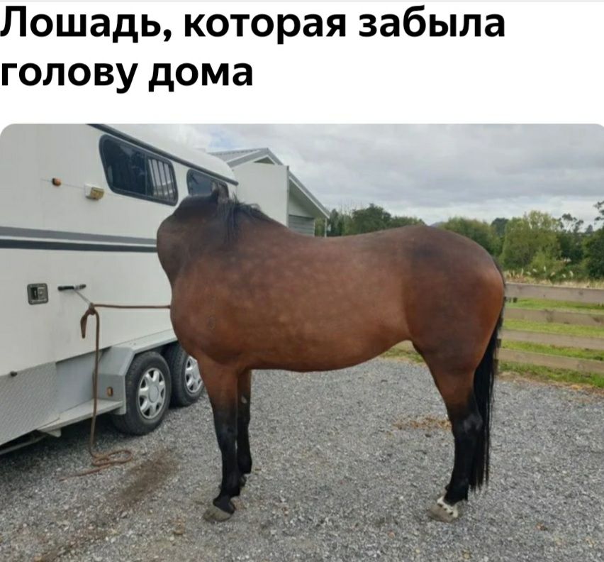 ОШЭДЬ которая забыла ГОЛОВУ дома
