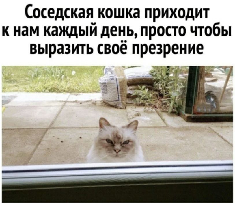соседская КОШКЗ ПРИХОДИТ К нам КЭЖДЫЙ день просто ЧТОбЫ ВЫРЗЗИТЬ СВОЁ презрение