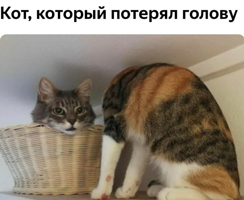 Кот который потерял голову