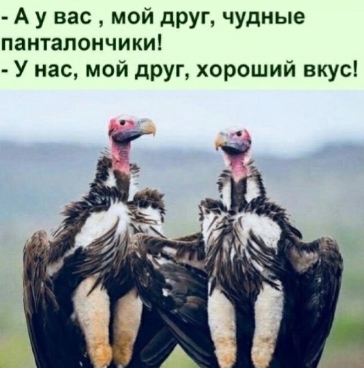 А у вас мой друг чудные панталончики У нас мой друг хороший вкус
