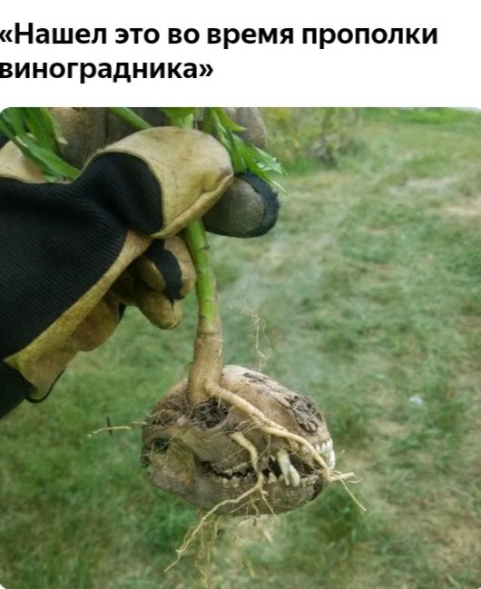 Нашел ЭТО ВО время ПРОПОПКИ иноградника _ _