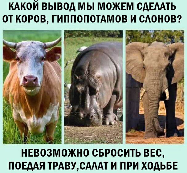 КАКОЙ ВЫВОД МЫ МОЖЕМ ОДЕААТЬ ОТ КОРОВ ГИППОПОТАМОВ И ОАОНОВ 41 НЕВОЗМОЖНО ОБРООИТЬ ВЕС ПОЕДАЯ ТРАВУ САМТ И ПРИ ХОДЬБЕ