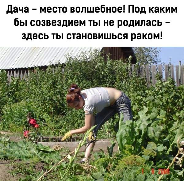дача место волшебное Под каким бы созвездием ты не родилась здесь ты становишься раком