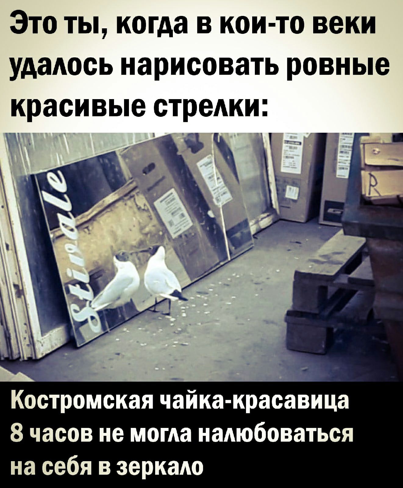 Это ты когда в кои то веки удаАось нарисовать ровные красивые стреАки Костромская чайка красавица 8 часов не могАа надюбоваться на себя в зеркало