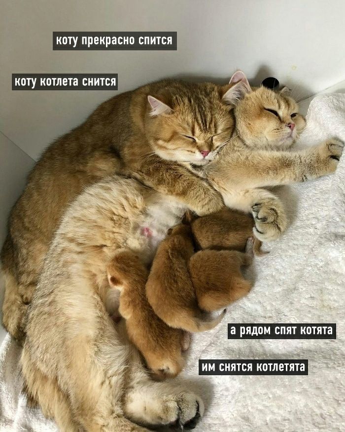 ах _ ИМ СНЯТСЯ КОТЛЕТЯТЗ