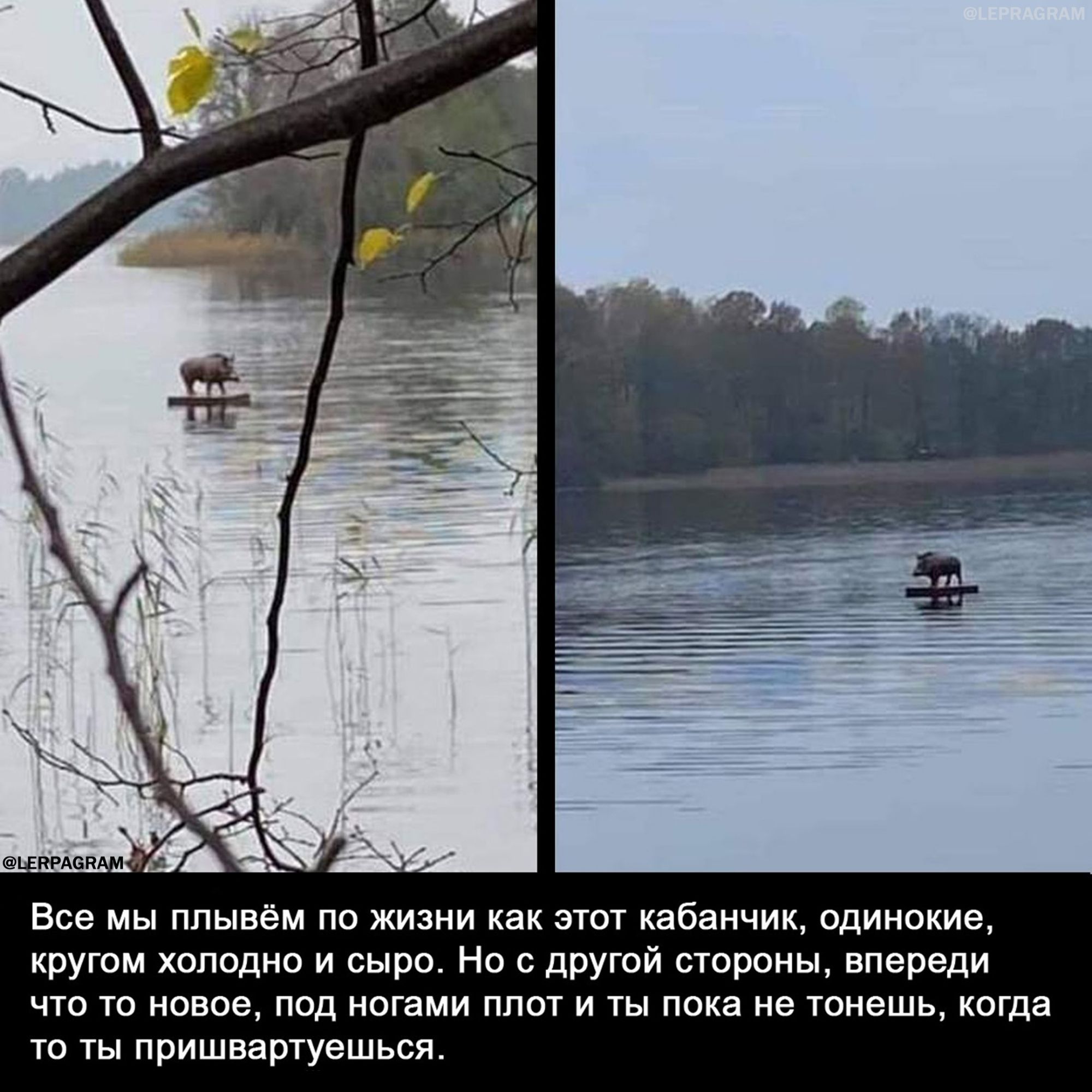 Все МЫ ПЛЫВёМ ПО ЖИЗНИ КЭК ЭТОТ кабанчик ОДИНОКИЭ кругом холодно и сыро Но с другой стороны впереди что то новое под ногами ппот и ты пока не тонешь когда ТО ТЬ пришвартуешься