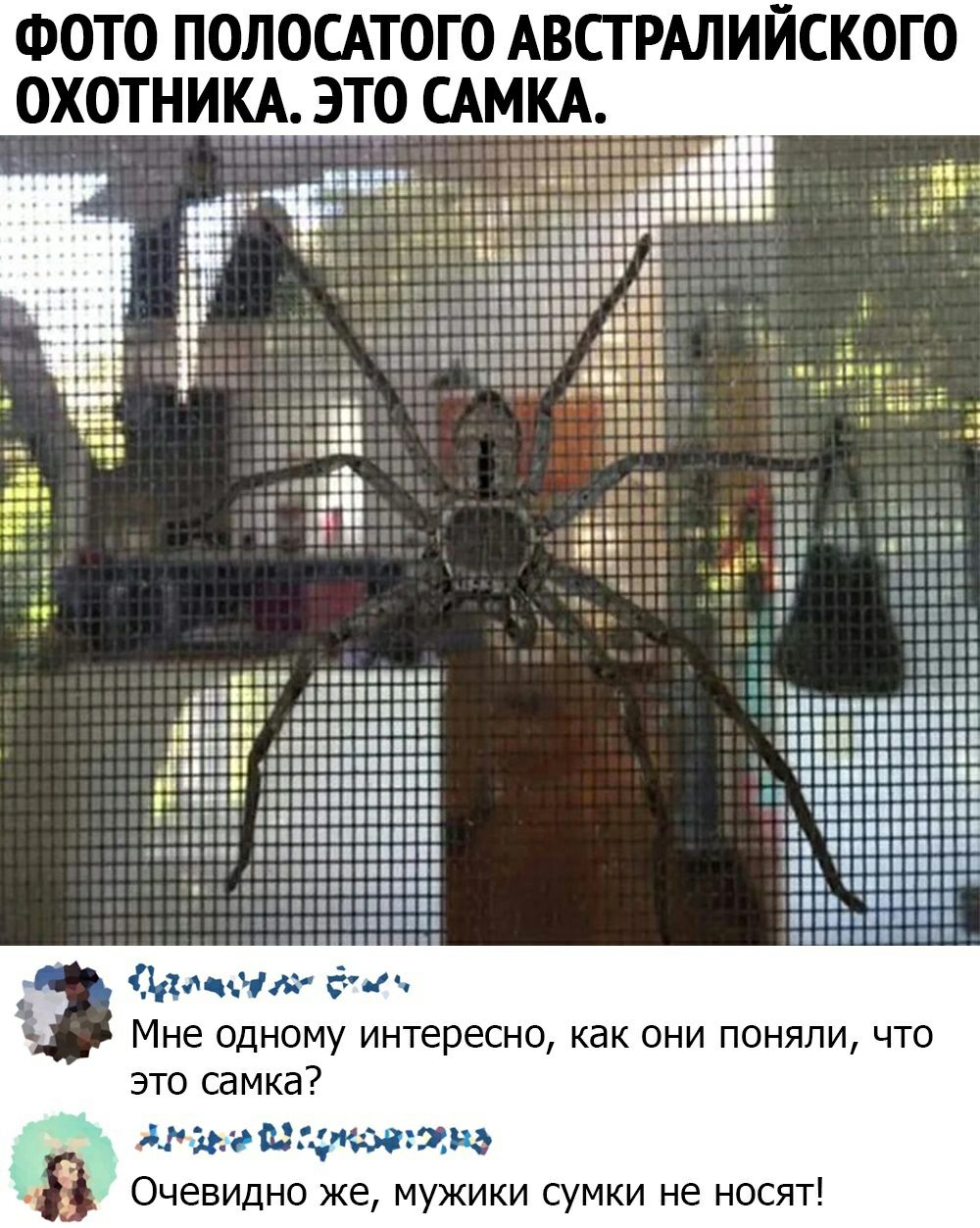 ФОТО ПОЛОСАТОГО АВСТРАЛИЙСКОГО ОХОТНИКА ЭТО САМКА дам мл бти Мне одному интересно как они поняли что это самка ждем нш жд Очевидно же мужики сумки не носят