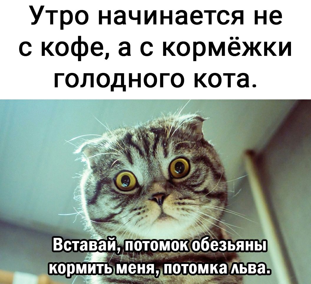 Утро начинается не с кофе а с кормёжки голодного кота