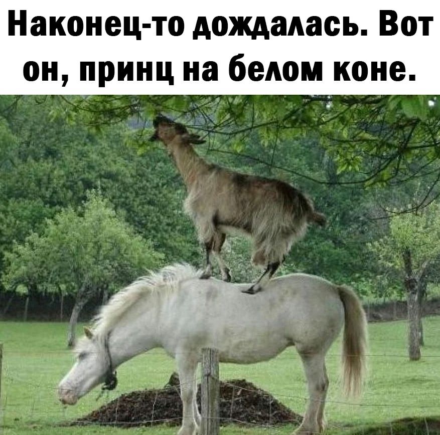 Наконец то дождалась Вот он принц на белом коне