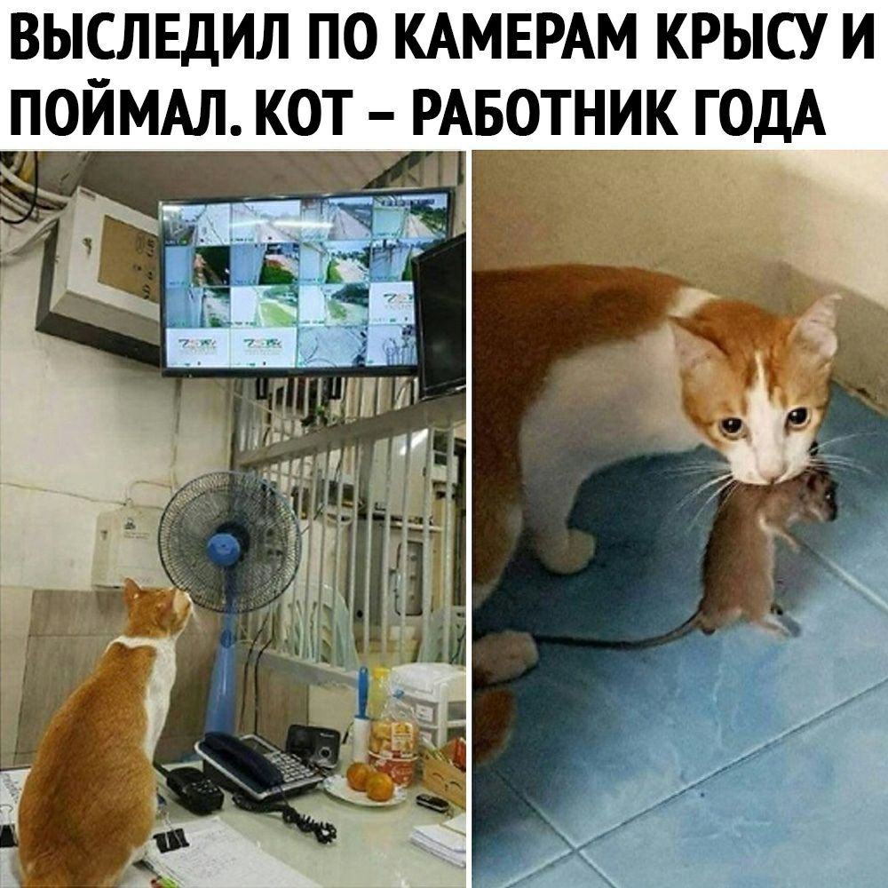 выследил по КАМЕРАМ крысу и поймм кот РАБОТНИК ОДА _ 7 1 _ _ Н