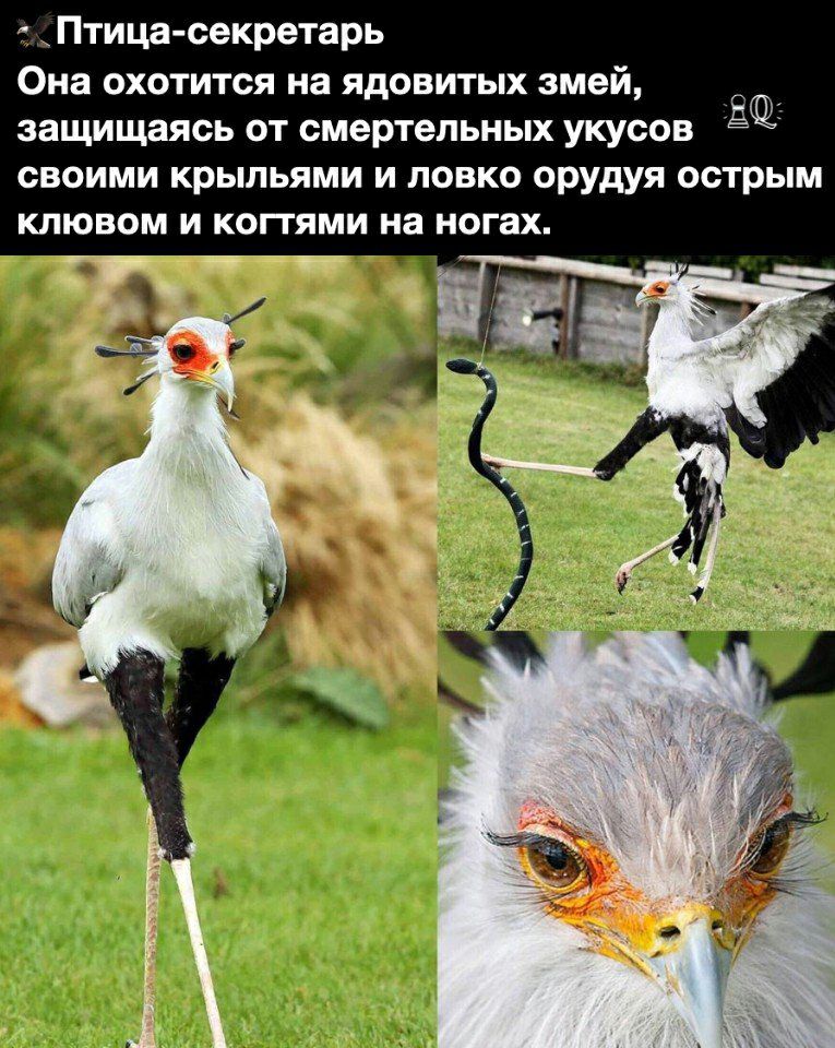Птица секретарь Она охотится на ядовитых змей защищаясь от смертельных укусов своими крыльями и ловко орудуя острым КЛЮВОМ И КОПЯМИ на НОГЗХ