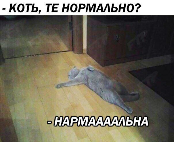 КОТЬ ТЕ НОРМАЛЬНО е у Ём НАРМААААЛЬНА к