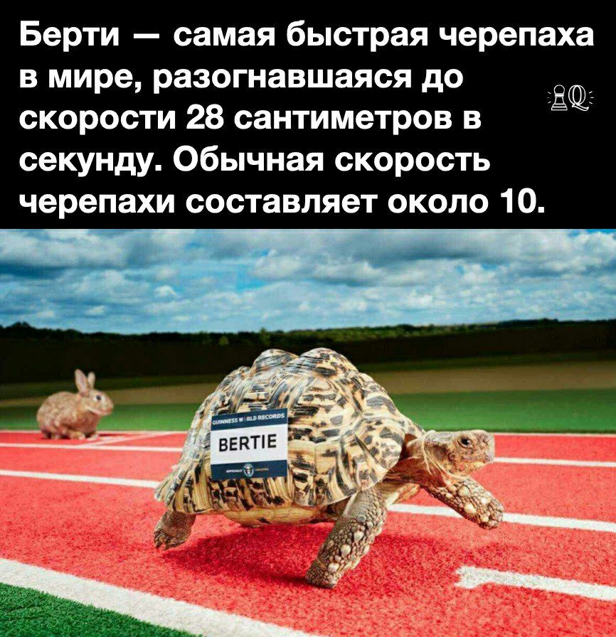 Берти самая быстрая черепаха в мире разогнавшаяся до скорости 28 сантиметров в секунду Обычная скорость черепахи составляет около 10