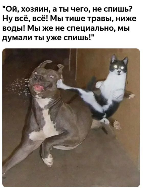 Ой хозяин а ты чего не спишь Ну всё всё Мы тише травы ниже воды Мы же не специально мы думали ты уже спишь