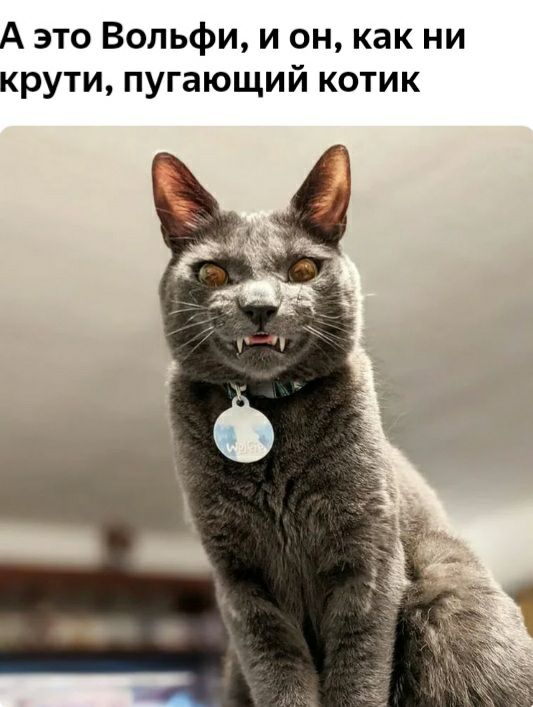 А это Вольфи и он как ни крути пугающий котик