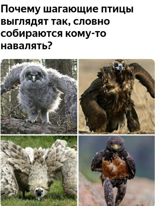 Почему шагающие птицы выглядят так словно собираются кому то навалять