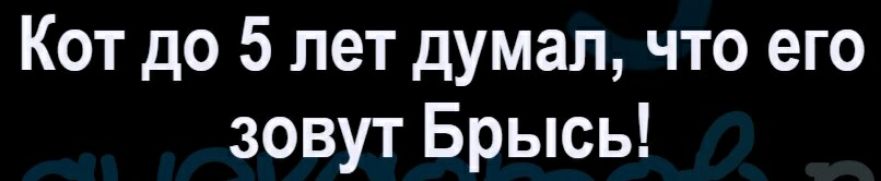Кот до 5 лет думал что его зовут Брысь