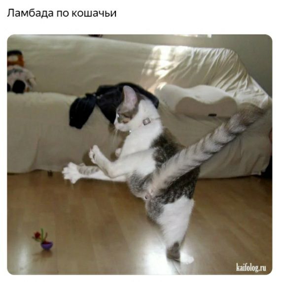Ламбада по кошачьи піп1п3ш