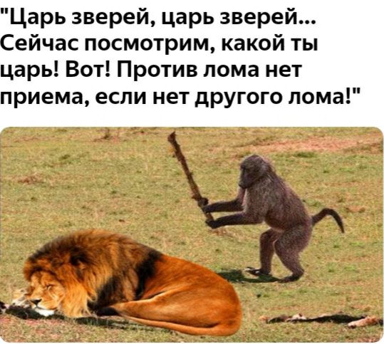 Царь зверей царь зверей Сейчас посмотрим какой ты царь Вот Против лома нет приема если нет другого лома
