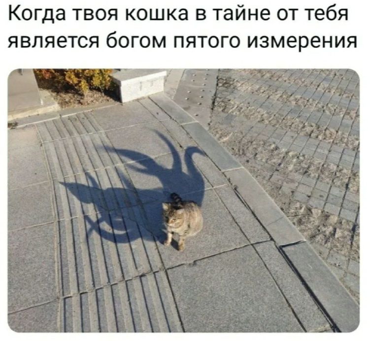 Когда твоя кошка в тайне от тебя является богом пятого измерения