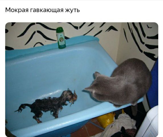 Мокрая гавкающая жуть