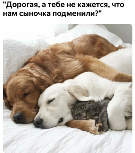 дорогая а тебе не кажется что нам сыночка подменили