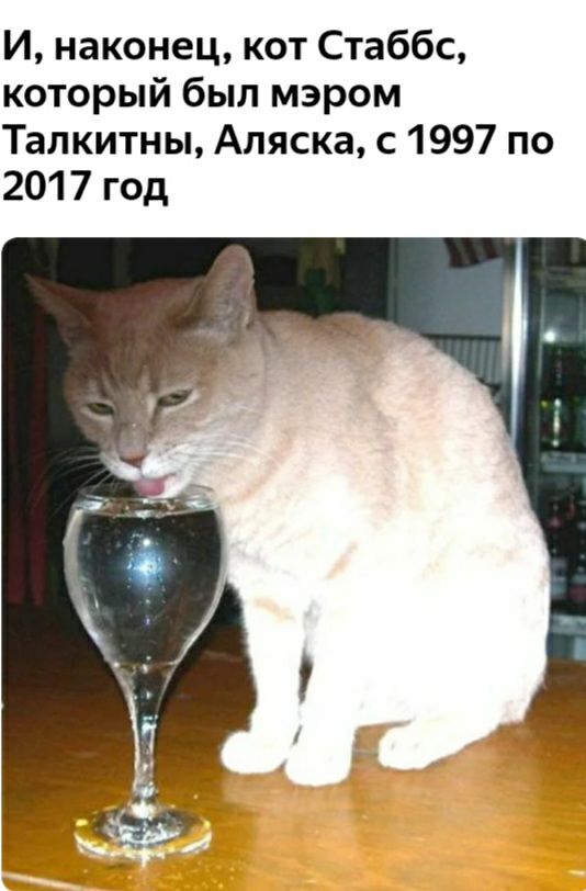 И наконец кот Стаббс который был мэром Талкитны Аляска с 1997 по 2017 год