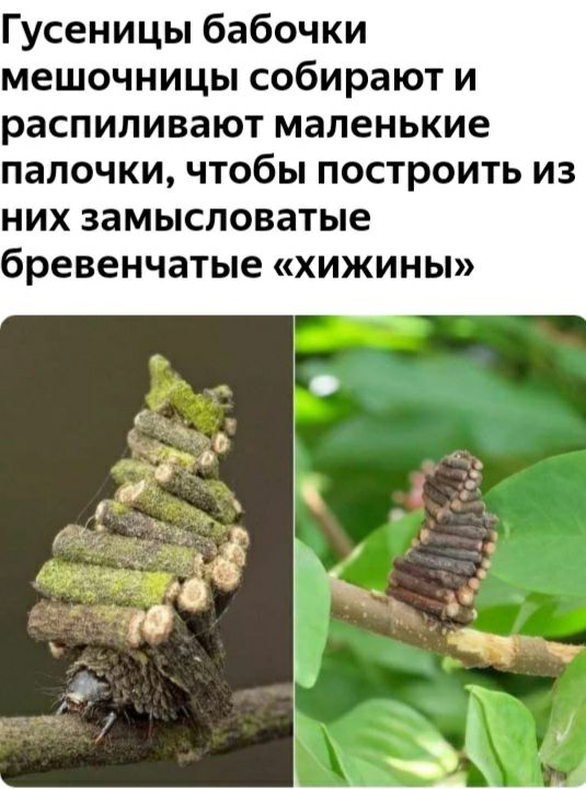 Гусеницы бабочки мешочницы собирают и распиливают маленькие палочки чтобы построить из них замысловатые бревенчатые хижины