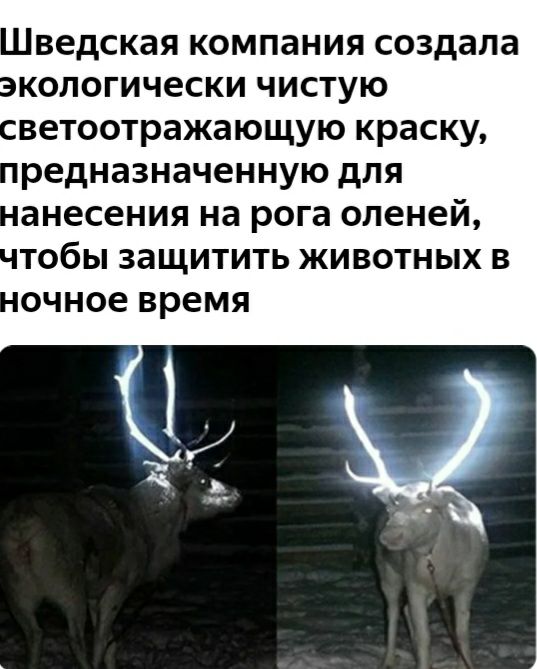 ведская компания создала копогически чистую ветоотражающую краску редназначенную для анесения на рога оленей тобы защитить животных в очное время